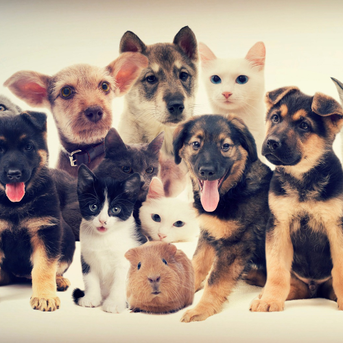 Klassifizierung, Trainingsdaten und KI